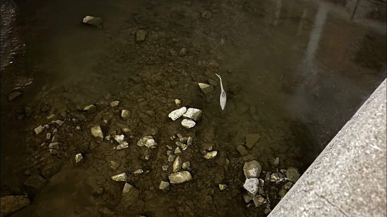 dream.flac (i never though i'd recognize you)