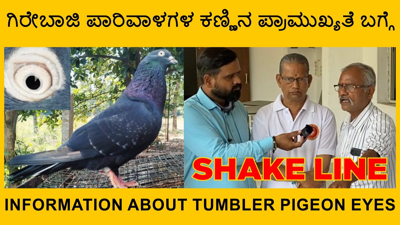 ಗಿರೇಬಾಜಿ ಪಾರಿವಾಳಗಳ ಕಣ್ಣಿನ ಪ್ರಾಮುಖ್ಯತೆ ಬಗ್ಗೆ | Information about tumbler pigeon eyes