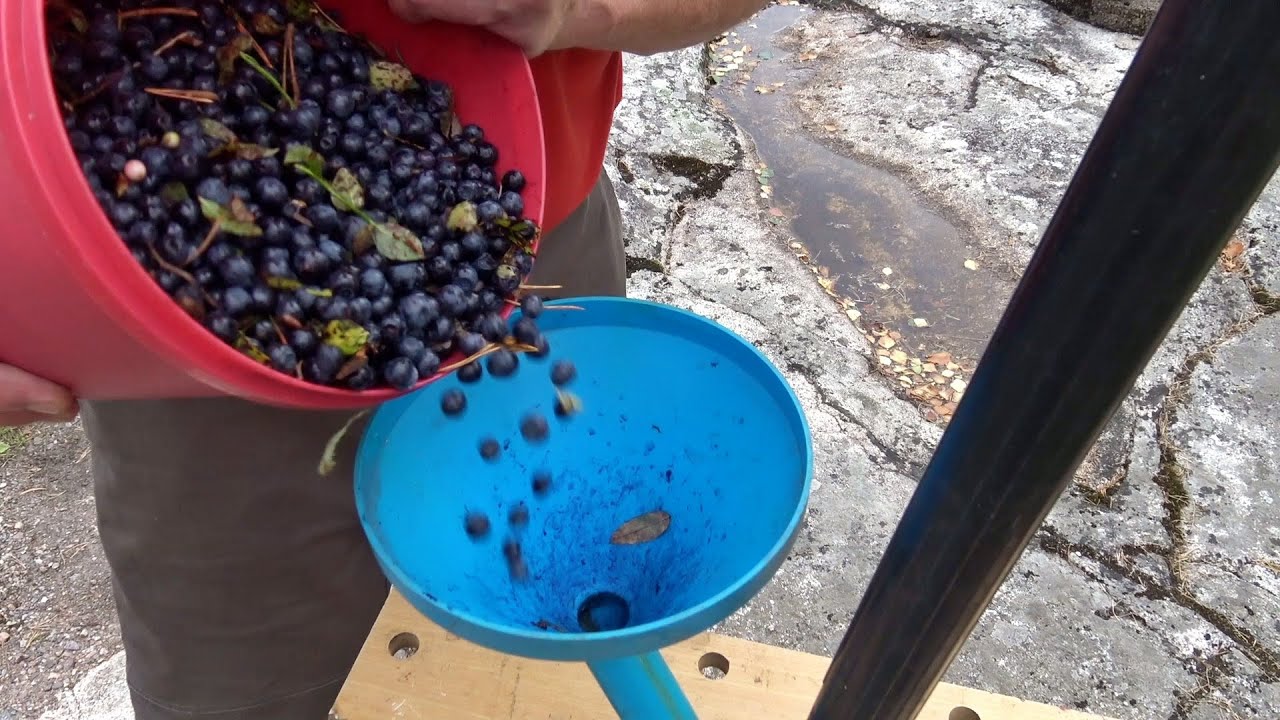 Marjat puhtaiksi imurilla | Blueberries & Berry Tools