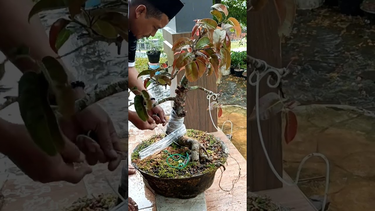 Training Bonsai #bonsai #alampedesaan #trainingbonsai