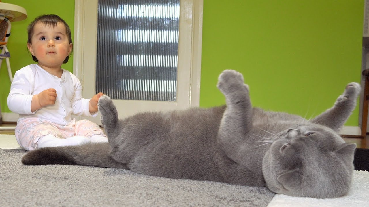Cat is not playing with a Baby.