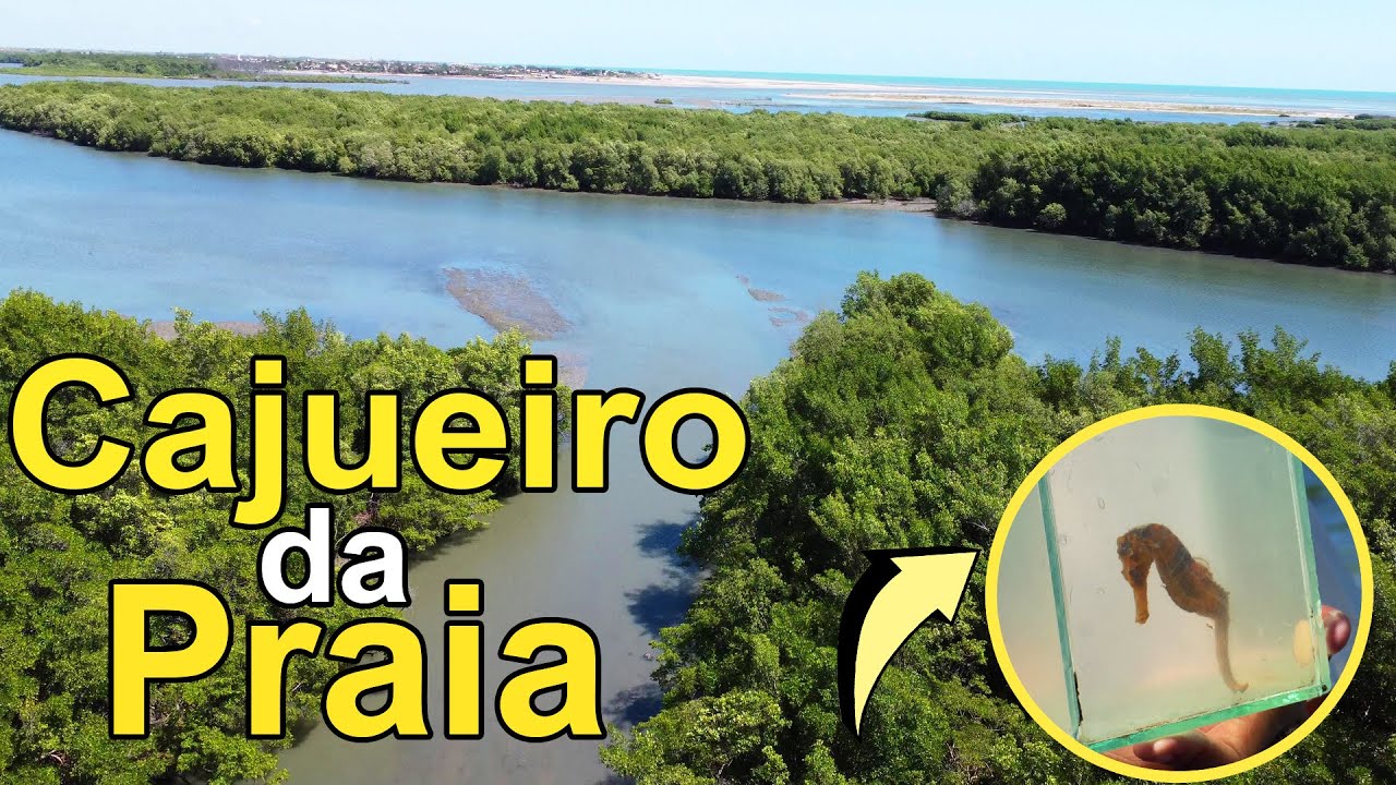 Passeio do Cavalo Marinho e Cajueiro Rei, em Cajueiro da Praia - Piauí