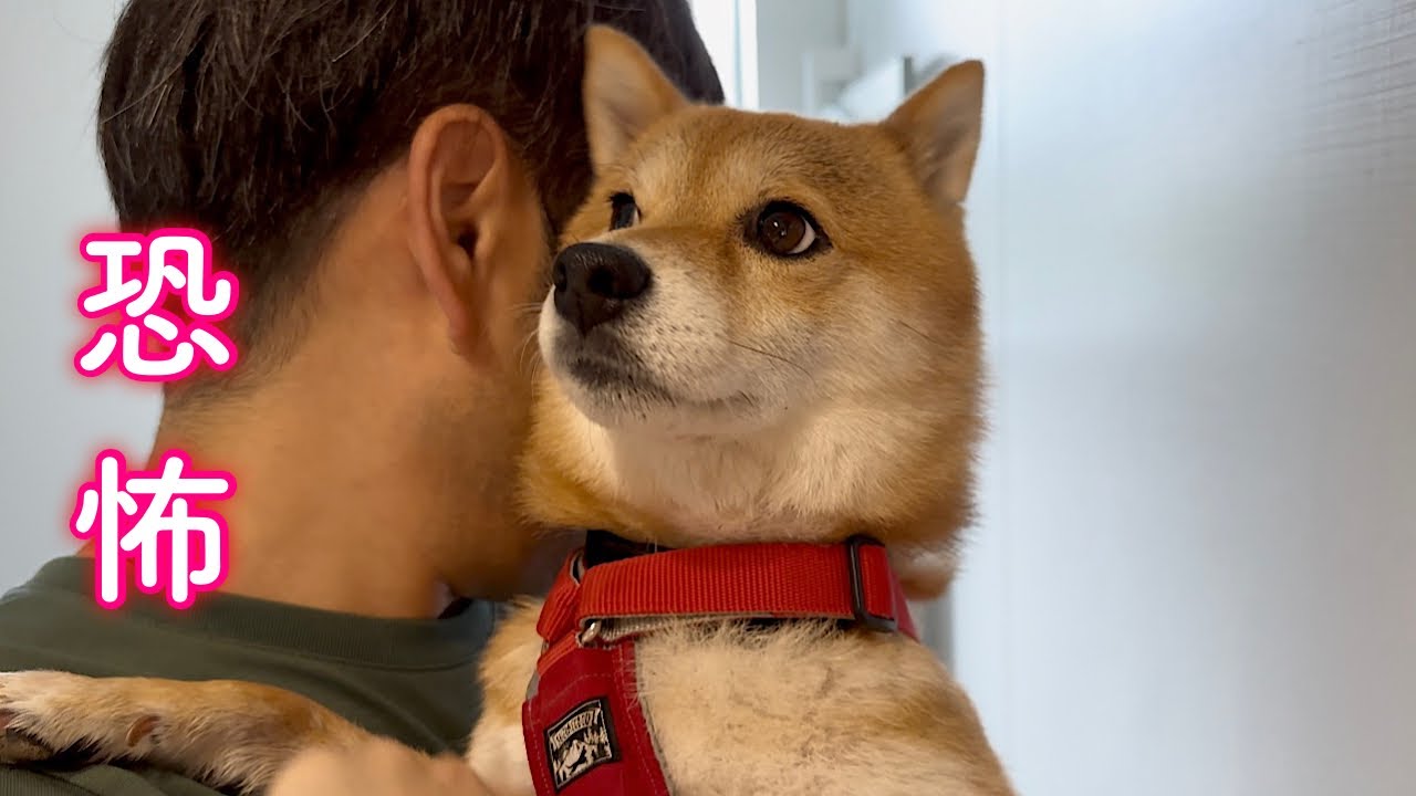 大嫌いなハチが家に侵入しトラウマを植え付けられた柴犬