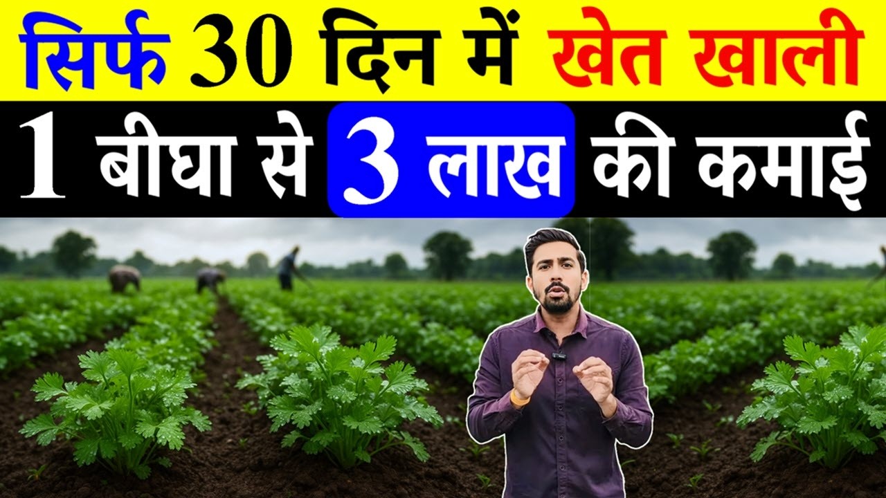 Barsat Me Dhaniya Kaise Ugaye | Barsat Me Dhaniya Ki Kheti | Dhaniya Ki Kheti | Coriander Farming