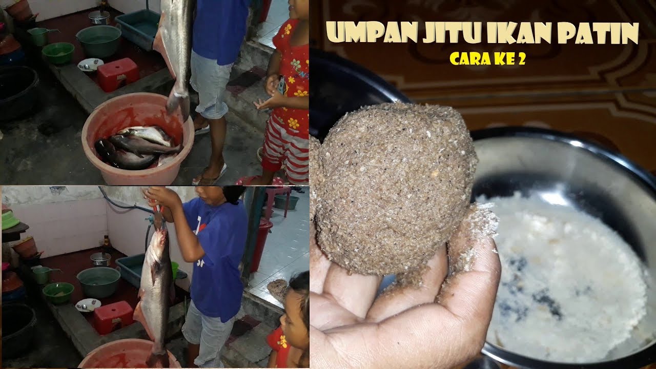 Cara membuat umpan ikan patin (Cara ke 2)