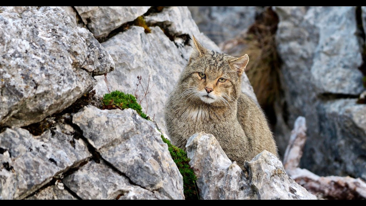 Wildcat with Golden Eagles in Northern Spain 4K