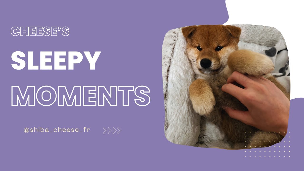 Immersive Shiba Inu Experience : Cheese&rsquo;s Sleepy Moments!