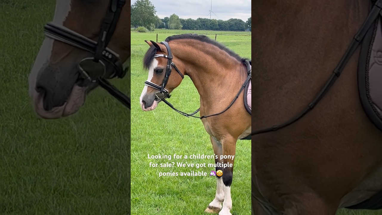 #pferde #horses #paard #horse #pony #horseriding #horseenthusiast #horsefan