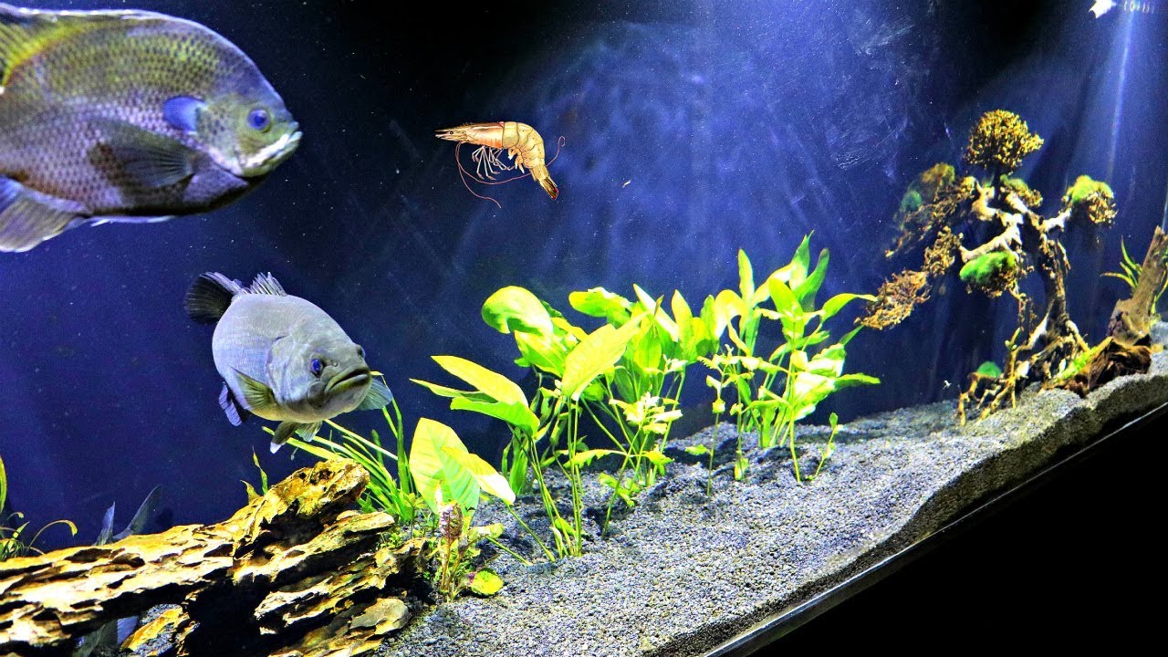 Feeding Pet Bass LIVE SHRIMP!!