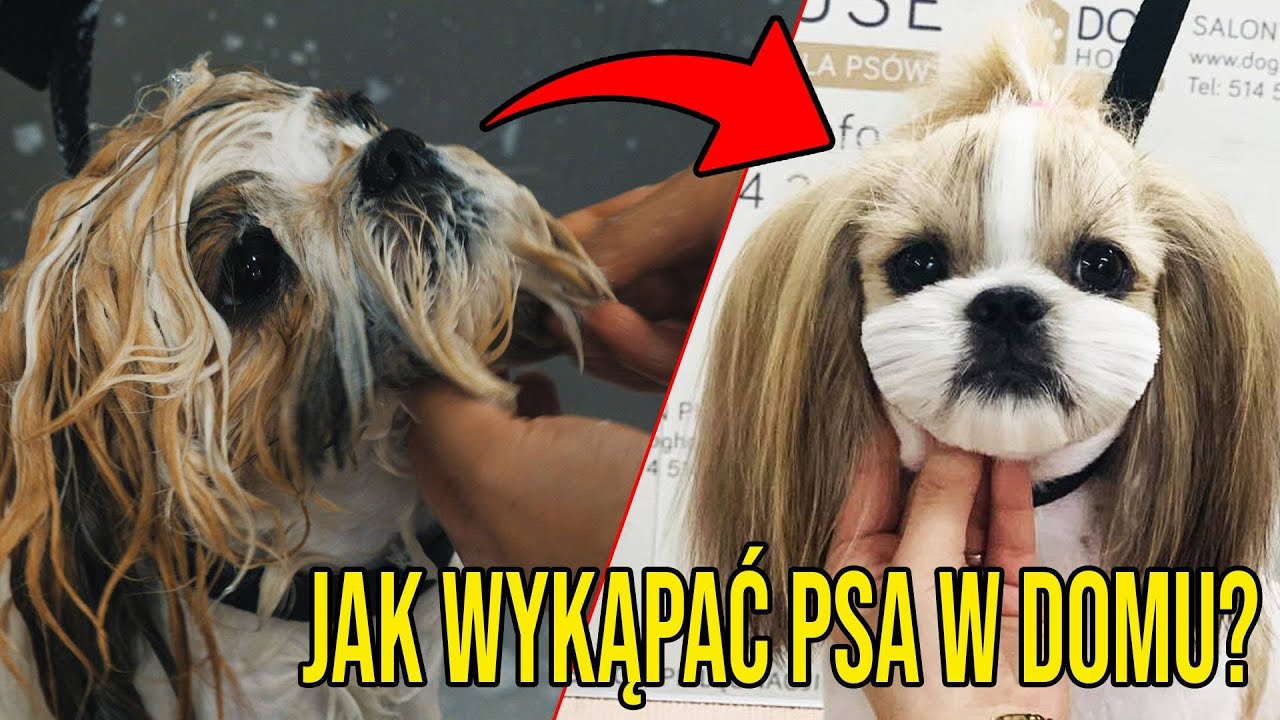 Jak prawidłowo umyć  psa  Shih tzu - GROOMER RADZI / how to wash a dog