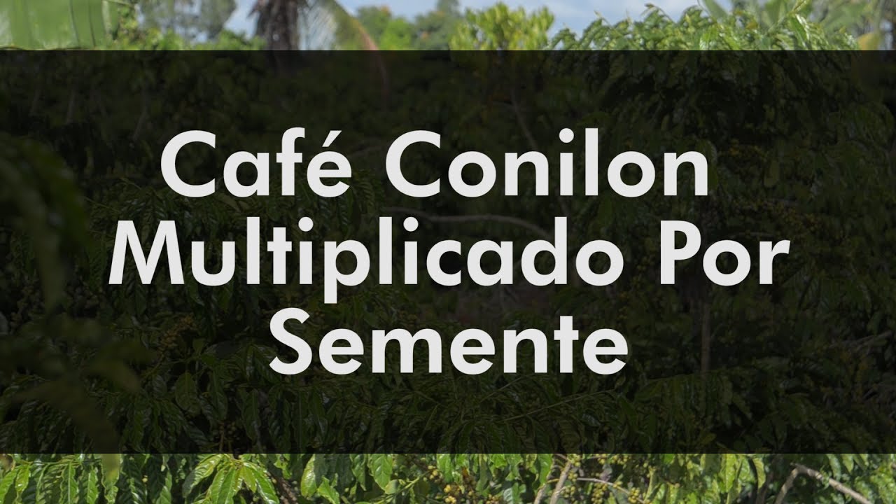 Café Conilon Multiplicado por Semente