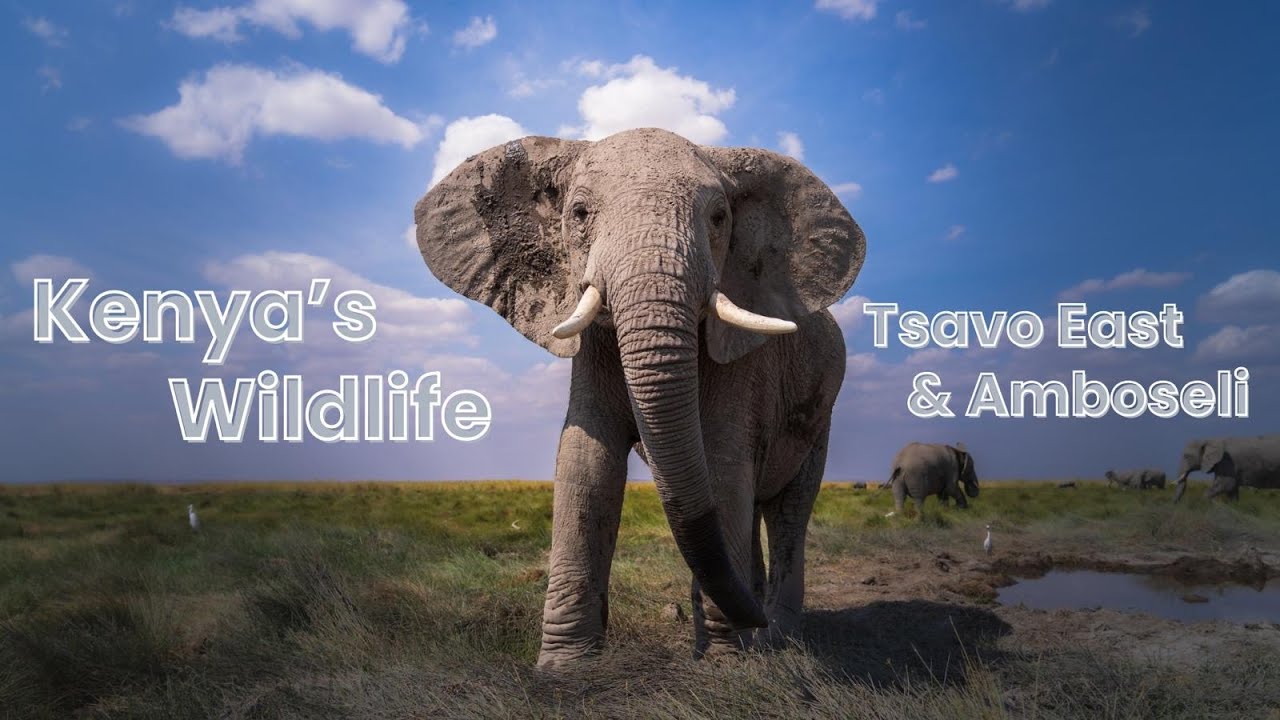 Kenyas Wildlife - 4K - Tsavo East & Amboseli National Park