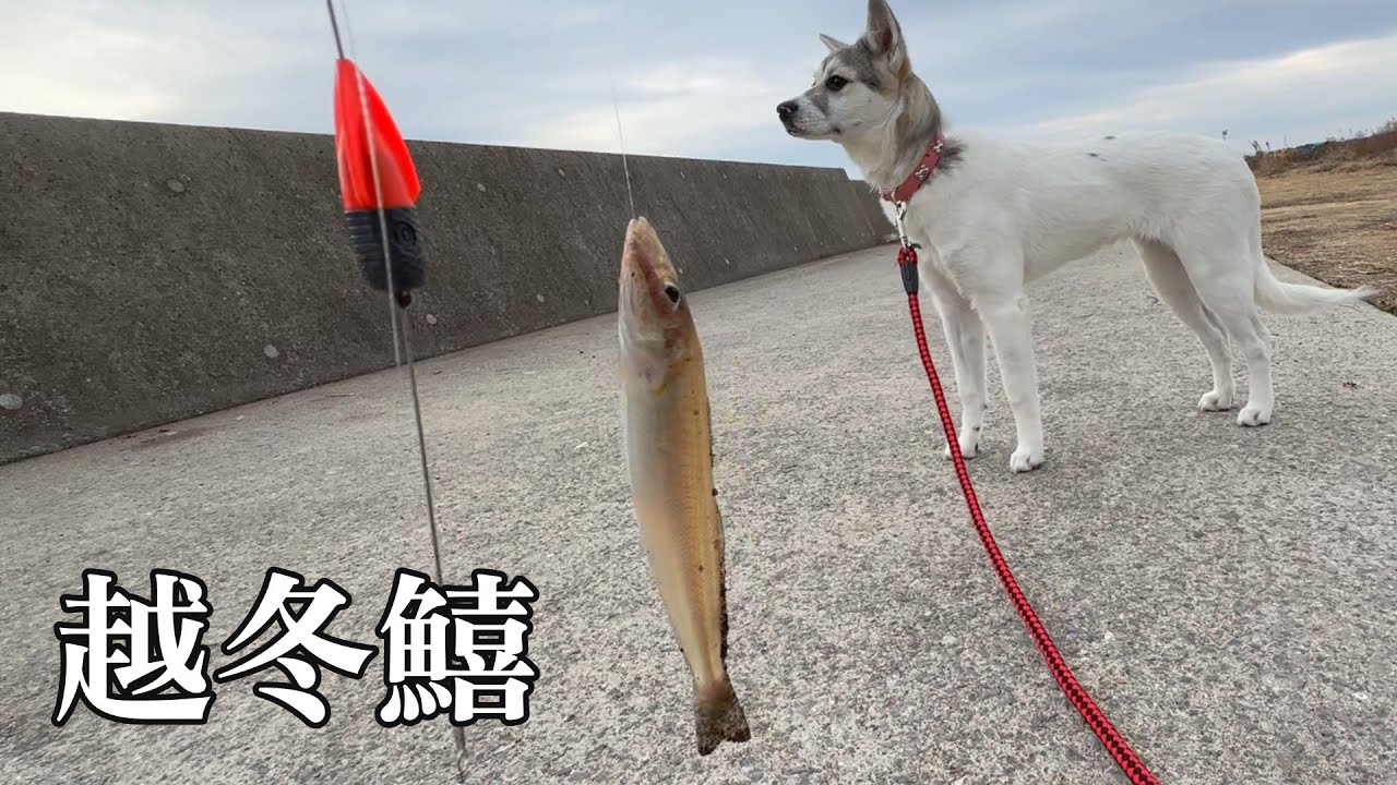 真冬に釣れるキスがうますぎる！