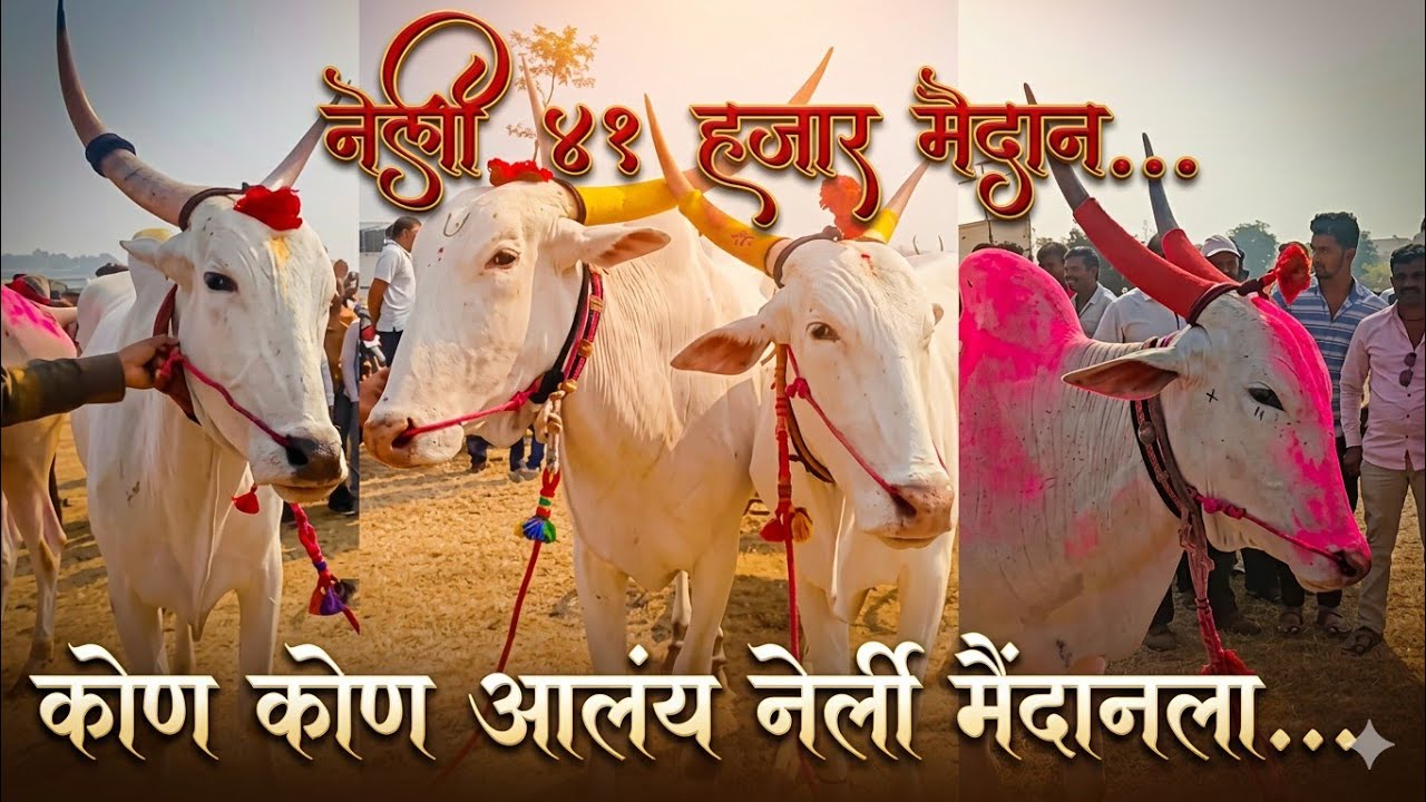 कोण कोण आलंय नेर्ली मैदानला अ गट & ब गट पैरे Nerli maidan A gat paire & B gat paire 