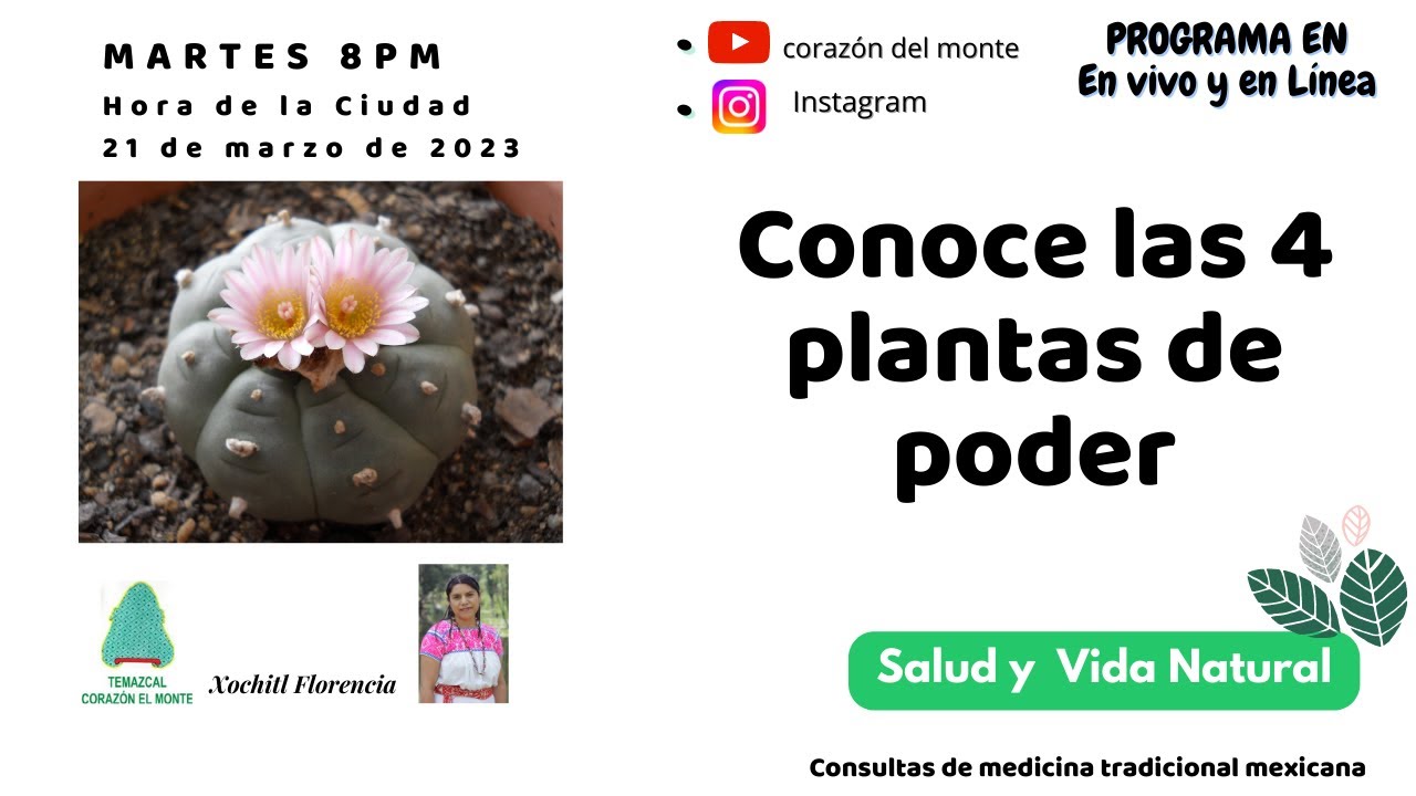 Conoce 4 plantas de poder para vivir sin drogas