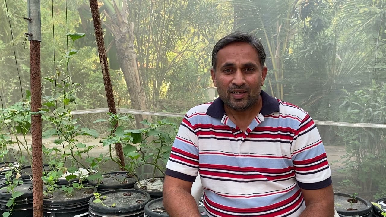 टमाटर के नए पौधे कटिंग से तैयार करना// कटे हुए तने से टमाटर को गुणा करें // एक पौधे से कई पौधे