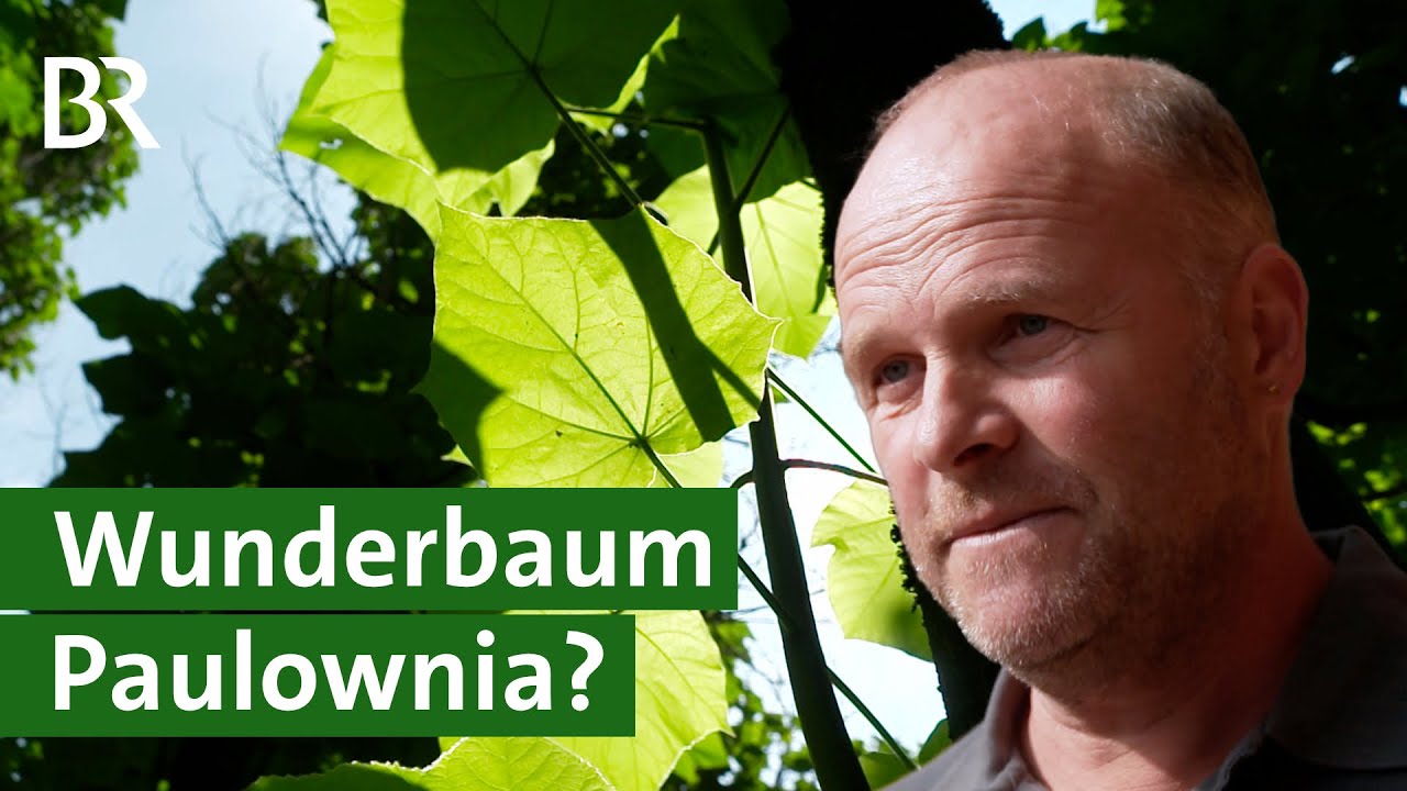 Schnellwachsend und hitzeresistent: Ist die Paulownia der Wunderbaum f&uuml;r Bayern? | Unser Land | BR