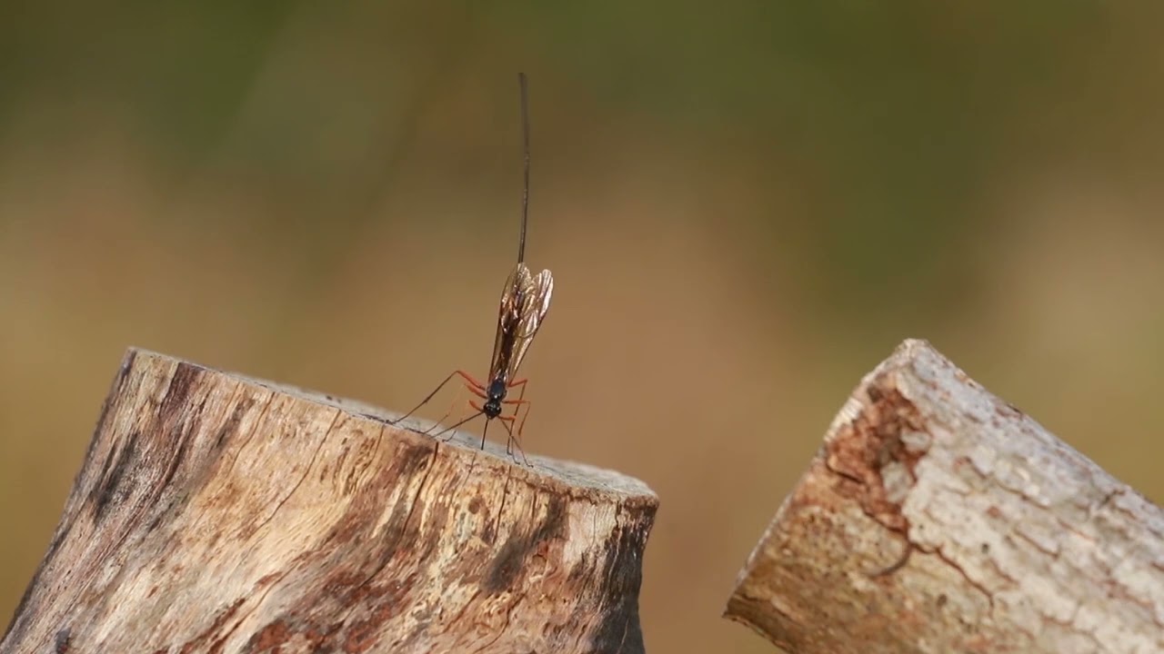Ichneumon wasp laying eggs