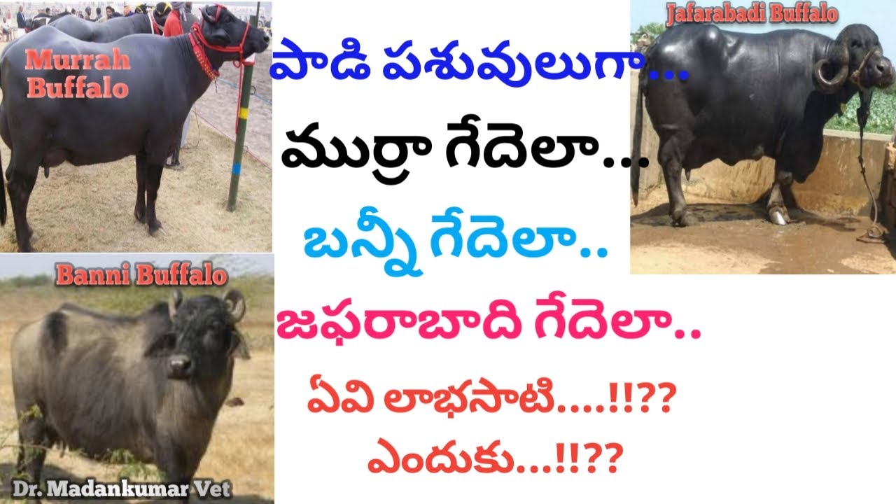 Murrah, Jafarabadi or Banni which is the Best Buffalo for Dairy Farming Telugu || Dr. Madankumar Vet