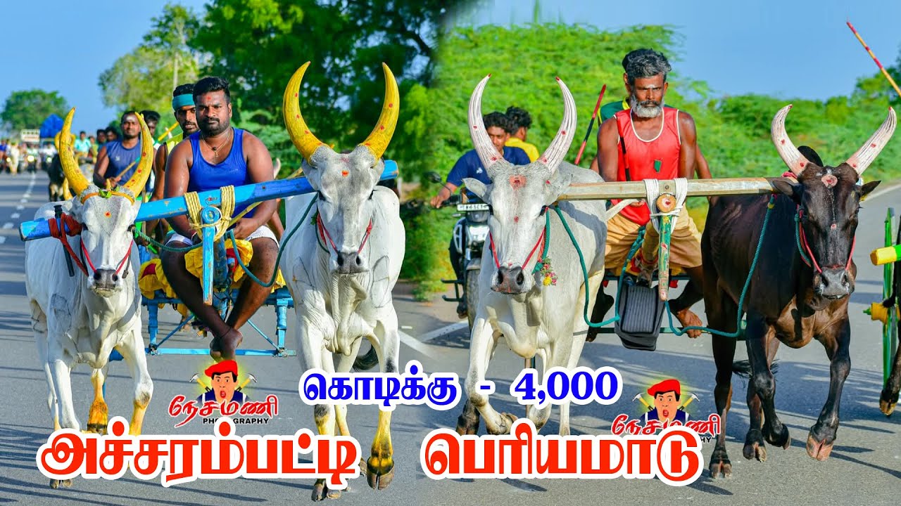 அச்சரம்பட்டி பெரியமாடு   live