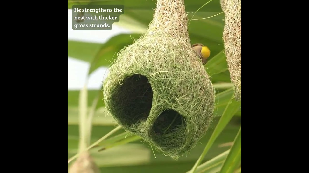 Feathered Architects of the Wild 🪹🌿 #weavers #nestbuilding #nature