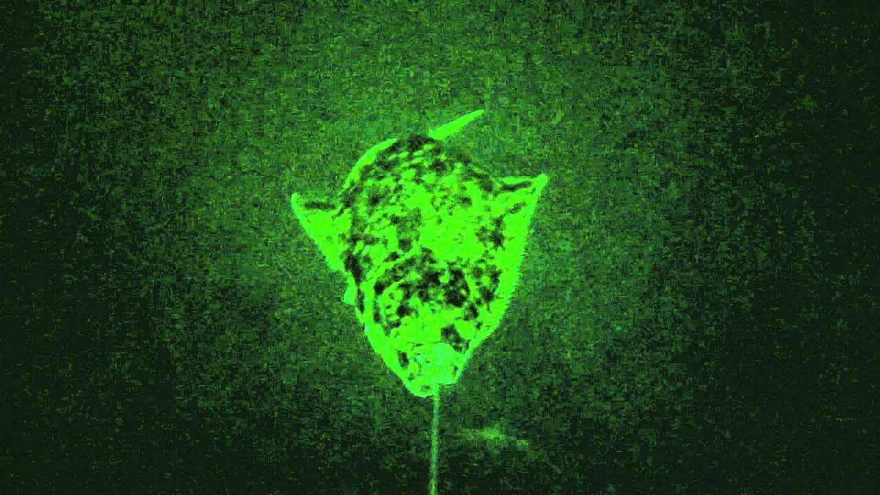 Halibut 2