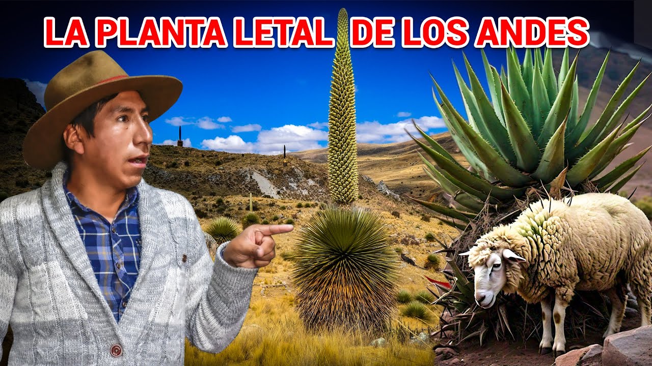 Puya de Raimondi: ¿la PLANTA MÁS TEMIDA de los Andes? | CANCHAYLLLO