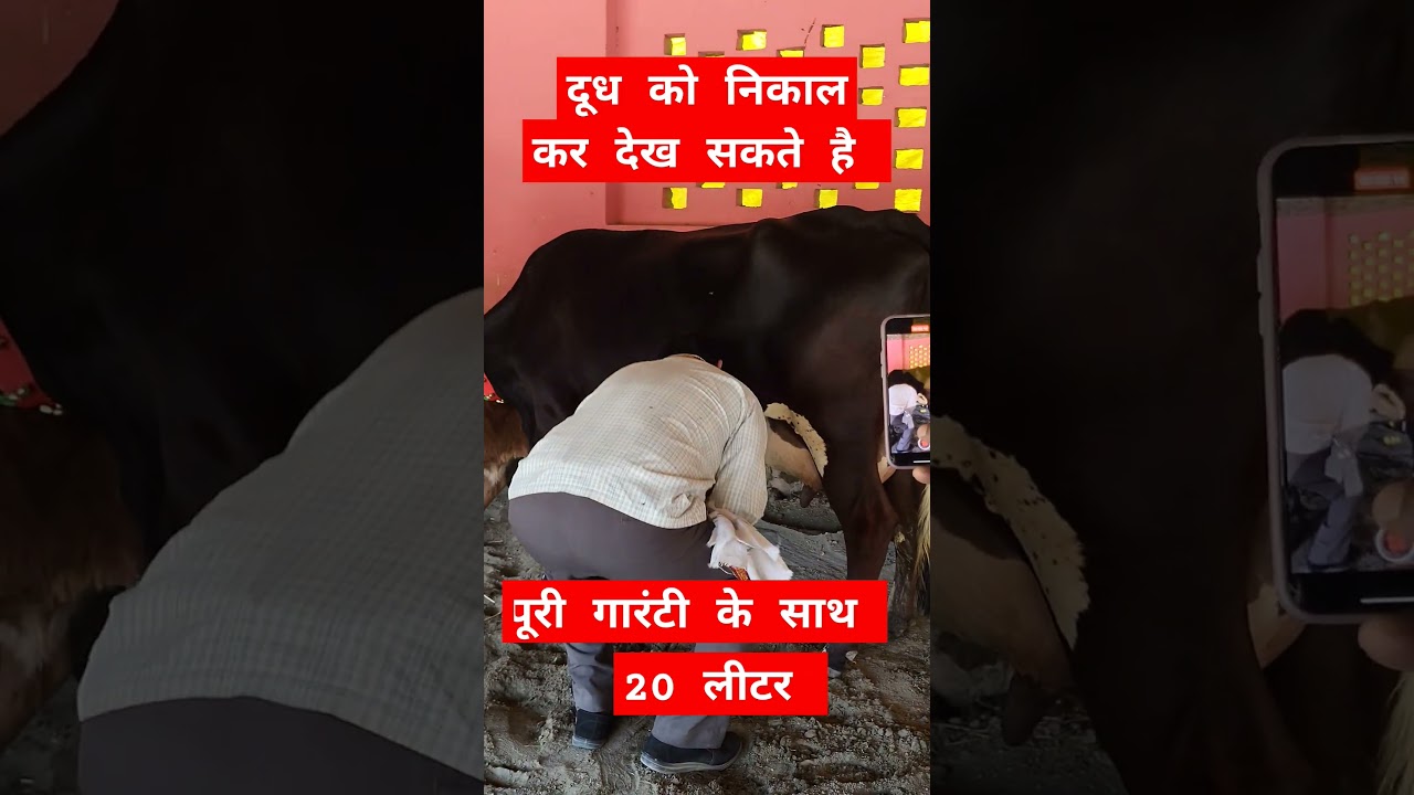 यादव डेरी फॉर्म ।। जुबैरगंज भैंस बाजार। 