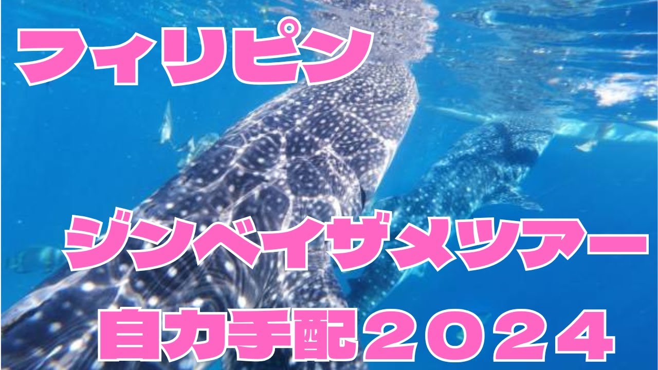 【フィリピン編②】自力手配でジンベイザメと泳いでみた【オスロブ鉄板アクティビティ】