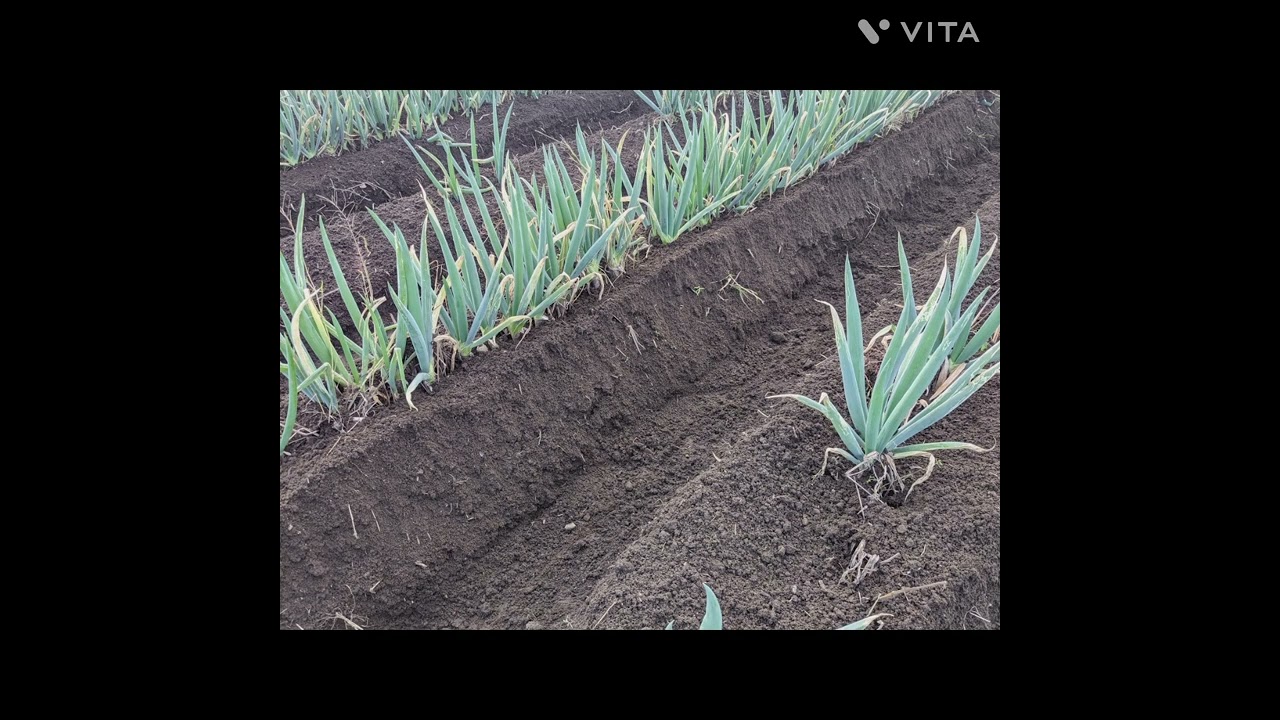 ネギ土揚げ管理機 MRV4H 設定変更❗️