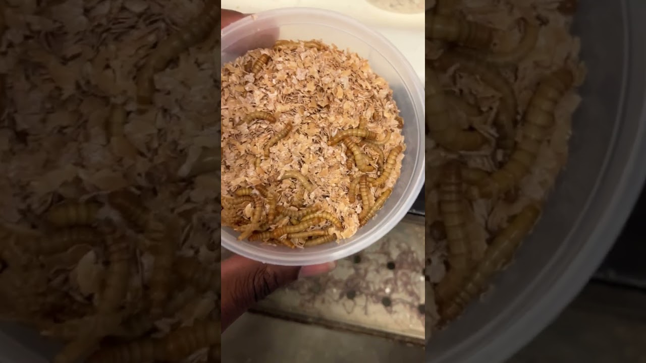 Giant MealWorms vs SuperWorms at PETCO