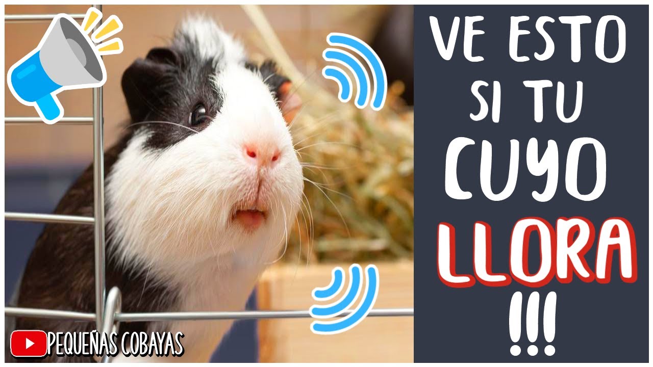 MI CUYO LLORA MUCHO