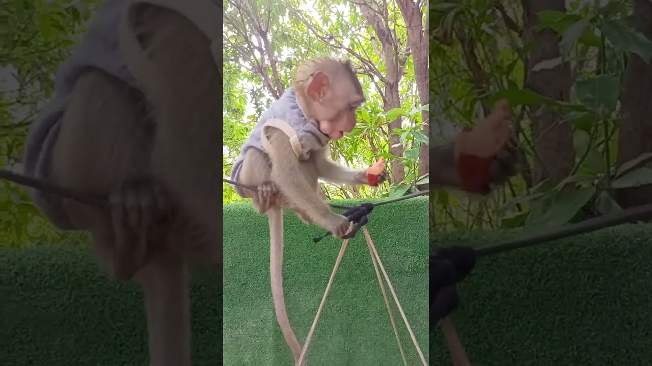 Lovely day! eating and playing around here together with love you babies #animals,#pets,#family