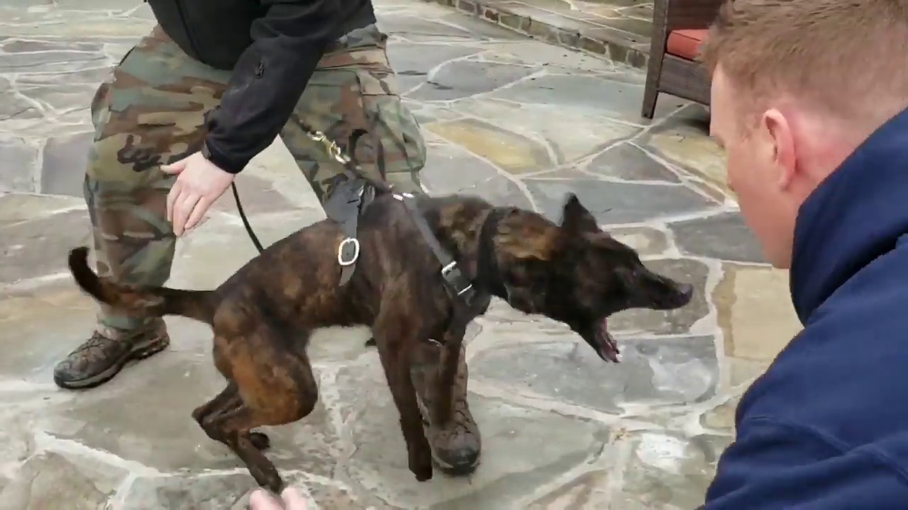 Evaluating Potential Police Dogs - Testing Drives, Traits and Environmental Stability