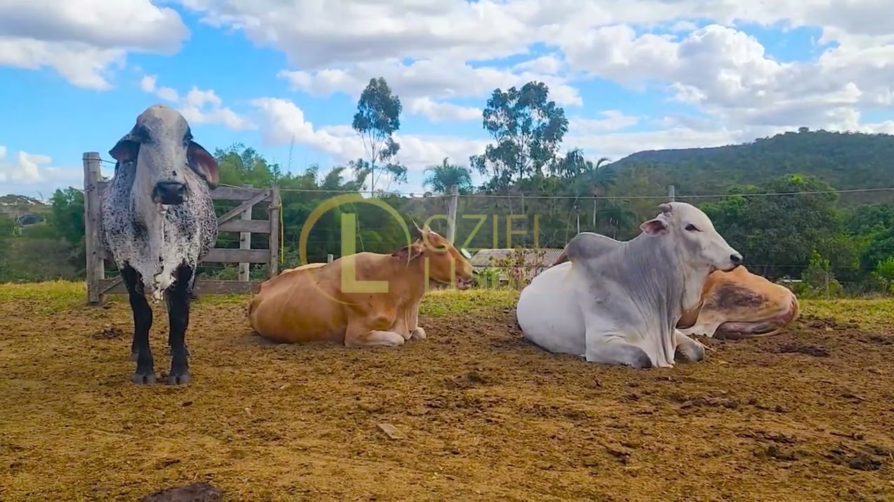 LINDA FAZENDINHA DE PORTEIRA FECHADA 67 HECTARES ESCRITURADA E REGISTRADA BR 060 PRÓXIMO A ALEXÂNIA