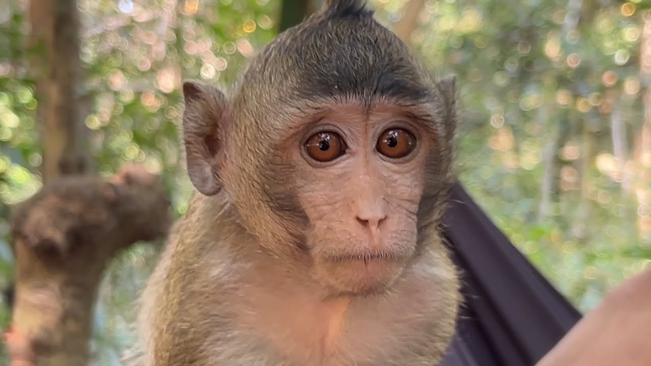 Monkeys Welcome Papa in the Hammock with Joyful Jungle Hugs and Sunny Smiles Beneath Golden Sky Glow