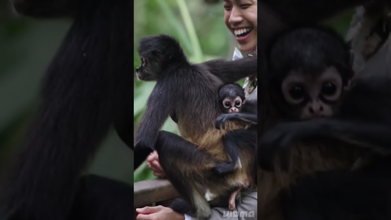 Monkey with a baby interrupts newlyweds shooting for their wedding video in Mexico #mexico #usa