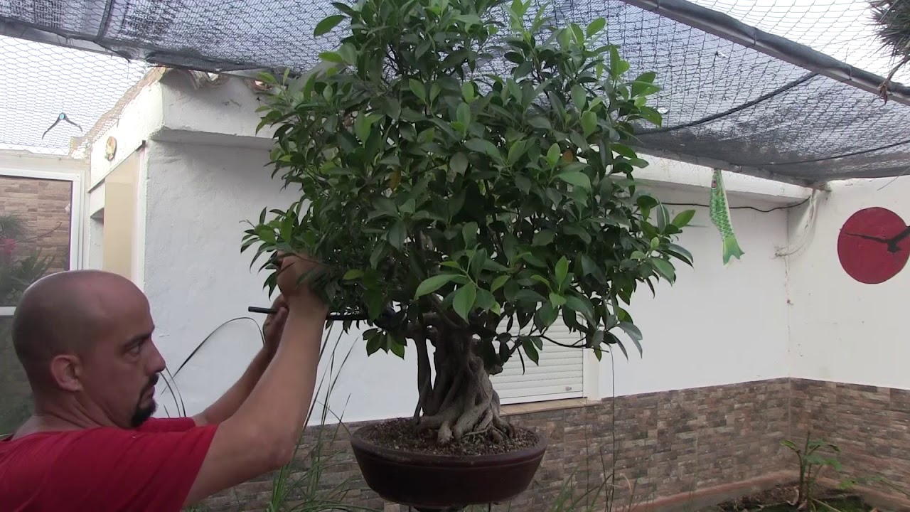 Reestructuración de ficus bonsai