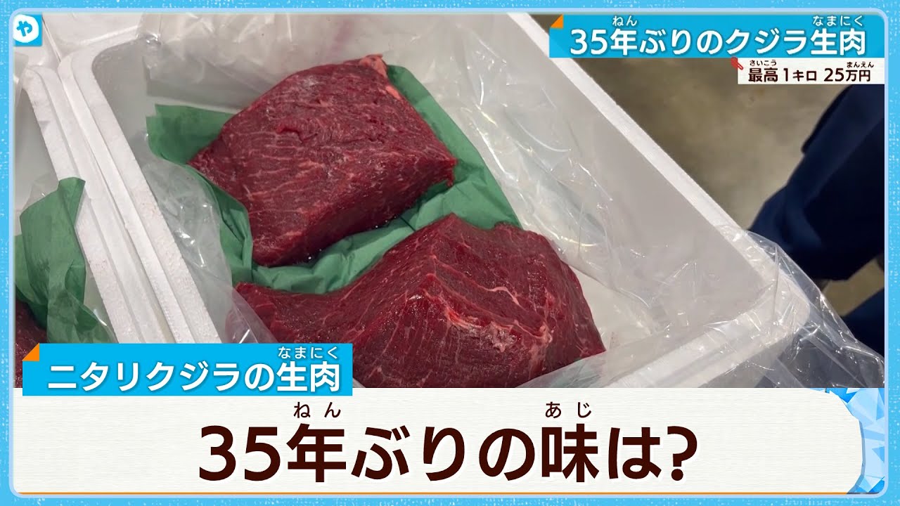 密着！クジラ生肉＜水揚げから食卓へ＞　35年ぶりのクジラ生肉！1キロ25万円！
