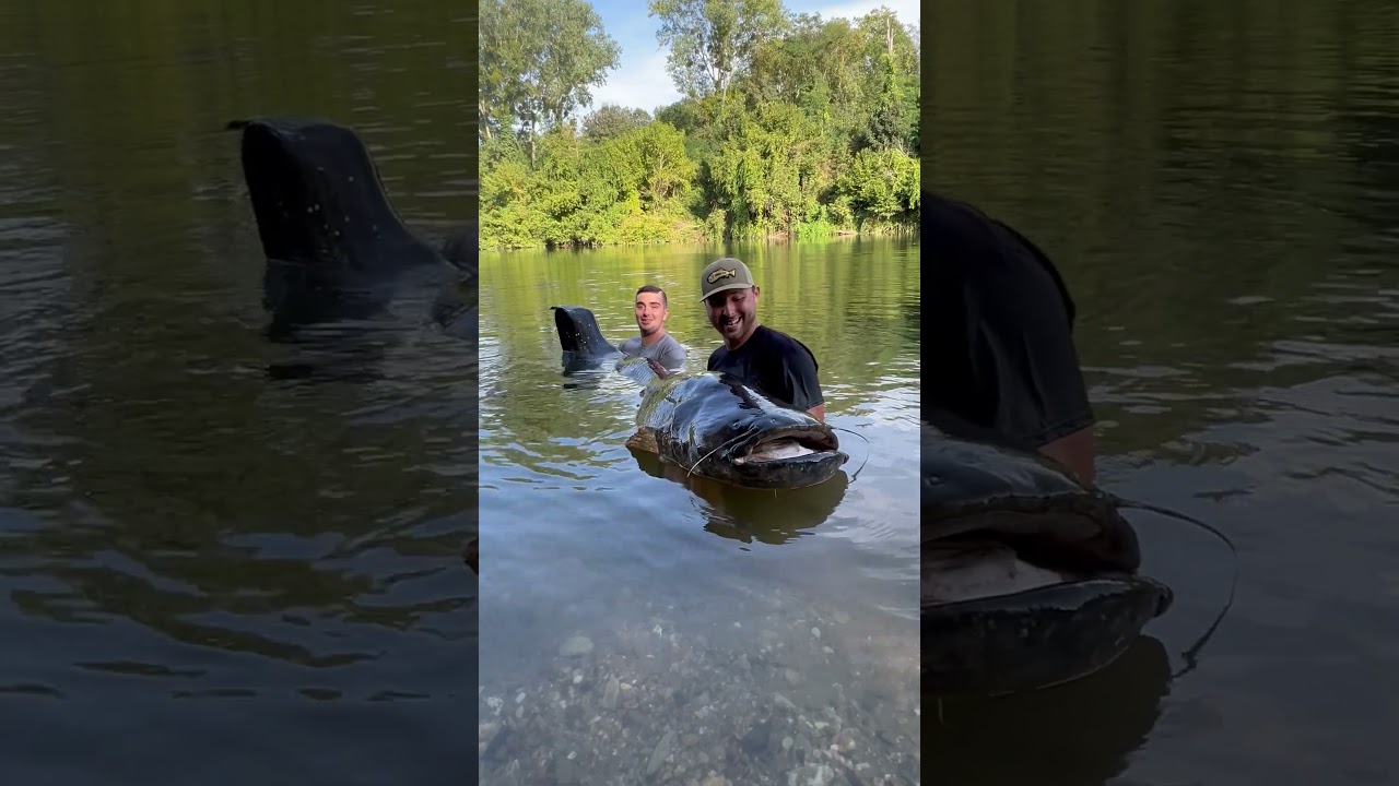 silure record dans le Tarn