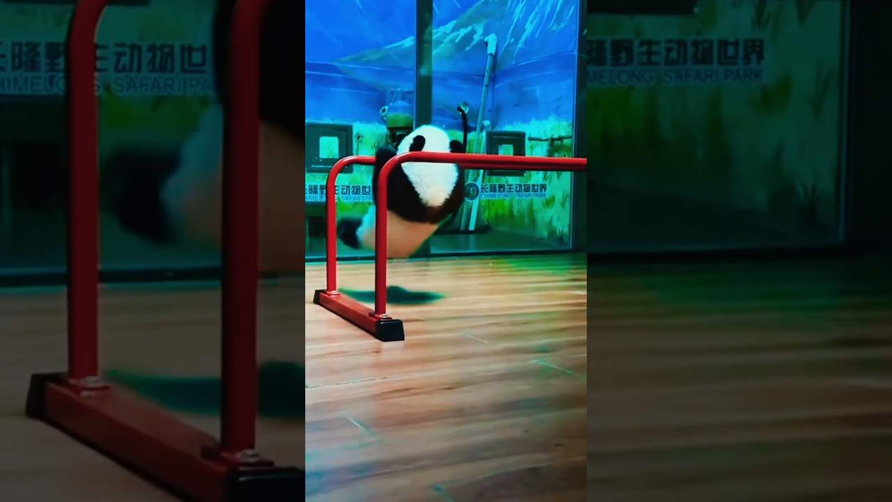Funny panda core #fun #funny #panda #funnypanda #pandacore #core #funnyanimals #funnytiktok #fpy