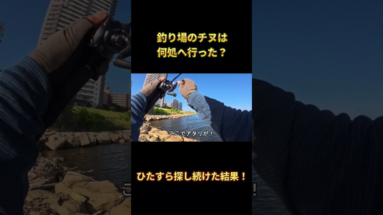 釣り場のチヌは何処へ行った？ひたすら探し続けた結果！