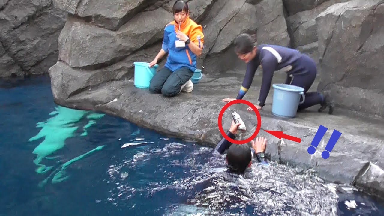 ハプニング☆※！シロイルカ、〇〇落とす・上越市水族館うみがたり（2018.11.29）