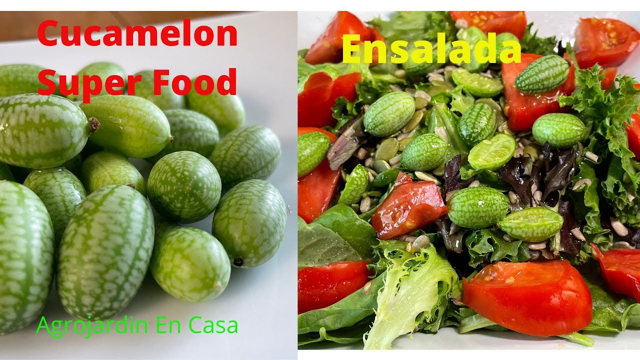 Cucamelon Que Es? Nuevo Super Food. 