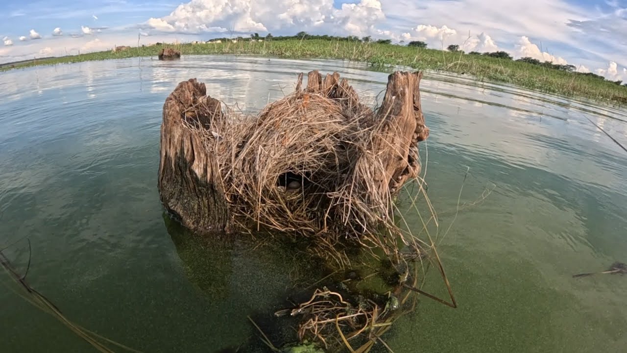 Aquele momento triste, quando você não pode fazer mais nada, só deixar a natureza seguir seu fluxo.