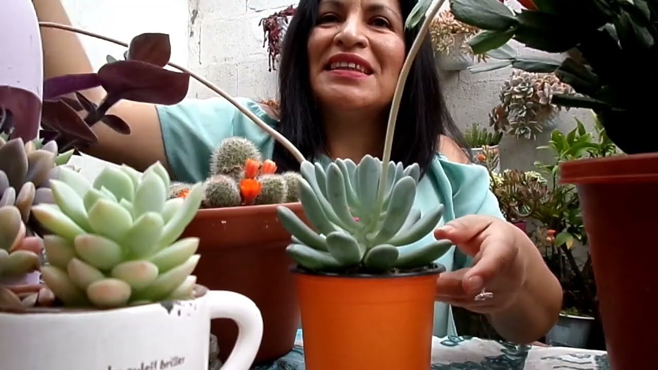 Mis plantas favoritas diciembre 2020 y de mis suscriptores!! Feliz Navidad ❣️🇪🇨