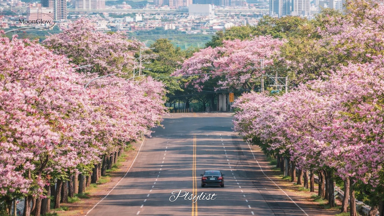 봄 드라이브에 딱 맞는 시티팝 🌸 | Spring Drive City Pop 🌸 | MoonGlow29