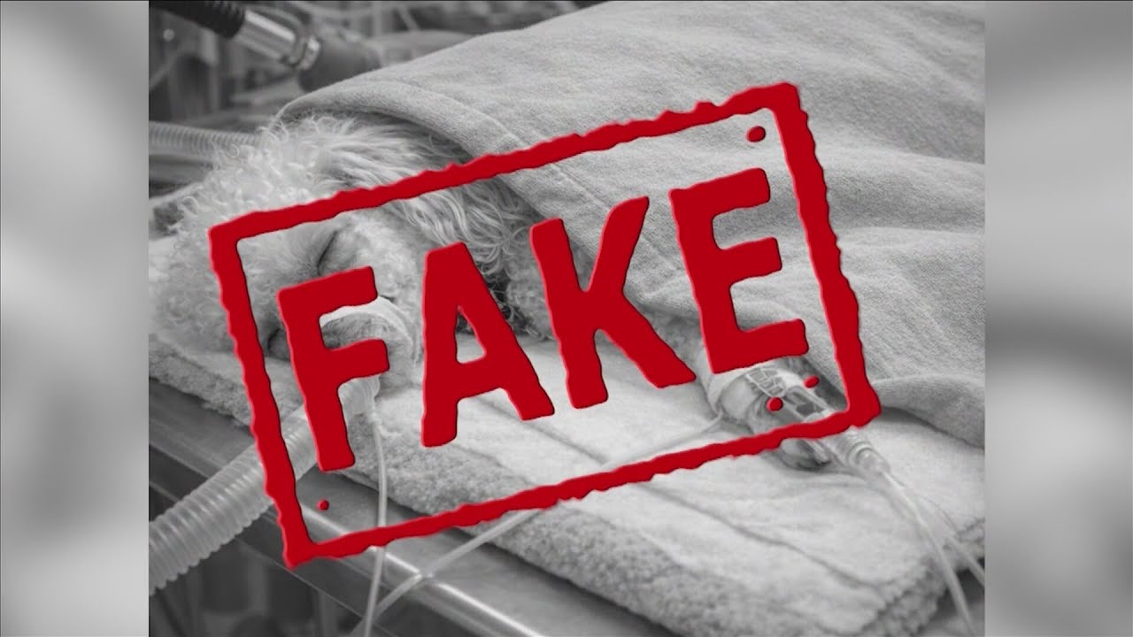 AI-manipulated image used to scam Fresno family looking for lost dog