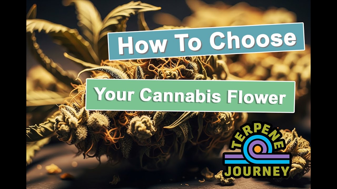 How To Choose Your Cannabis Flower