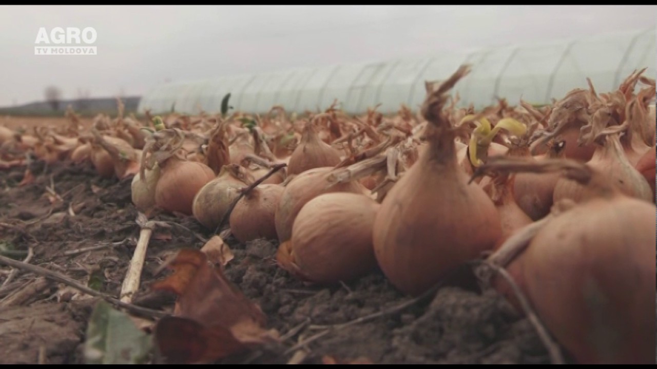 Cultivarea cepei din arpagic, cea mai răspândită tehnologie